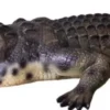 Casa Padrino Deko Skulptur Krokodil Grün / Schwarz / Beige 320 cm - Riesige Lebensgroße Gartenfigur - Gartendeko