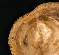 Casa Padrino Designer Couchtisch mit eingearbeitetem versteinertem Holz - Limited Edition