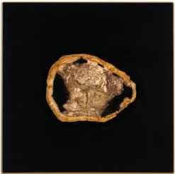 Casa Padrino Designer Couchtisch mit eingearbeitetem versteinertem Holz - Limited Edition