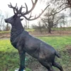 Casa Padrino Luxus Bronze Deko Skulptur Hirsch 196 x 130 x H. 269 cm - Riesiege Bronze Skulptur - Lebensgroße Tierfigur - XXL Bronze Hirsch Figur - XXL Garten Skulptur - Luxus Garten Deko