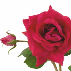 Casa Padrino Luxus Deko Rosenstrauß Rot / Rosa / Grün Ø 70 cm - Luxus Qualität