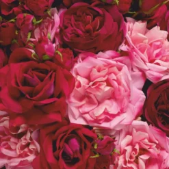 Casa Padrino Luxus Deko Rosenstrauß Rot / Rosa / Grün Ø 70 cm - Luxus Qualität