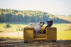 Casa Padrino Luxus Hundebett Ocker / Dunkelbraun / Ocker 95 x 75 x H. 37 cm - Modernes Rechteckiges Hundebett mit Kissen - Luxus Hundemöbel - Luxus Tiermöbel