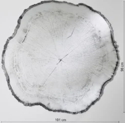Casa Padrino Luxus Wandspiegel im Baumscheiben Design Weiß / Schwarz 101 x 2,5 x H. 98 cm - Wohnzimmer Spiegel - Schlafzimmer Spiegel - Garderoben Spiegel - Luxus Möbel - Luxus Interior